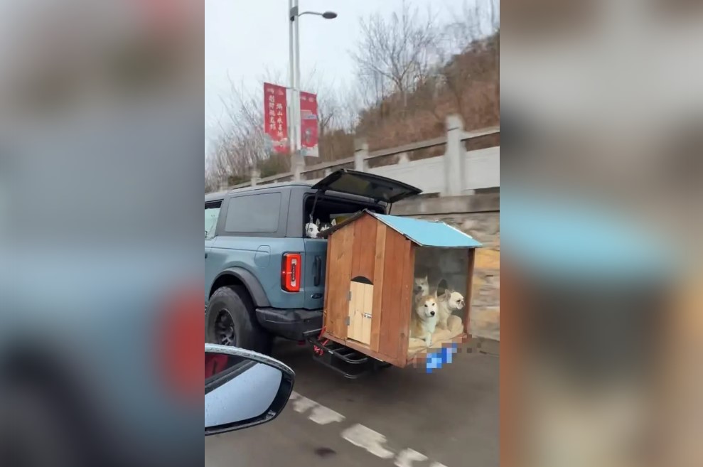 1个不能少 9狗带窝同车返家过年