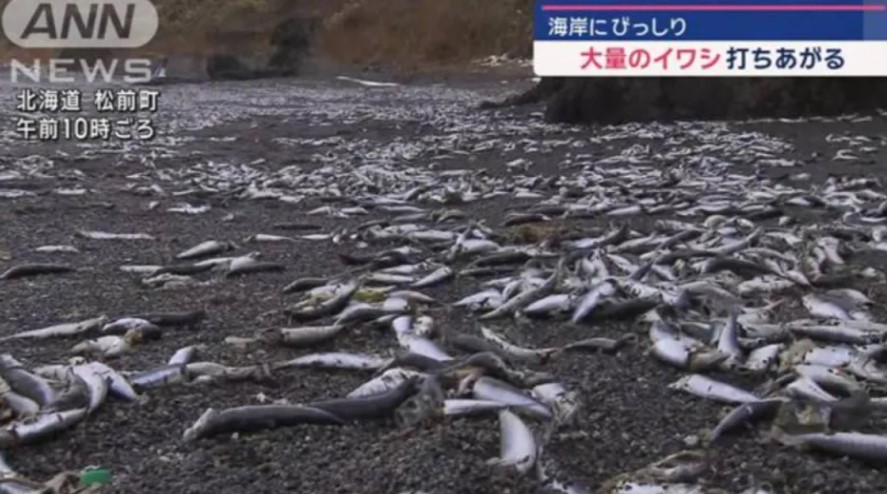 北海道“大量沙丁鱼”冲上岸！网忧地震前兆