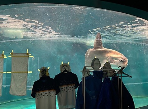 翻车鱼没人围观不吃饭  日本水族馆摆假人治疗孤单