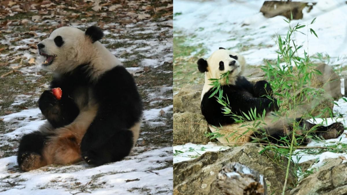 中国熊猫外交再出击 华府动物园首亮相宝力青宝