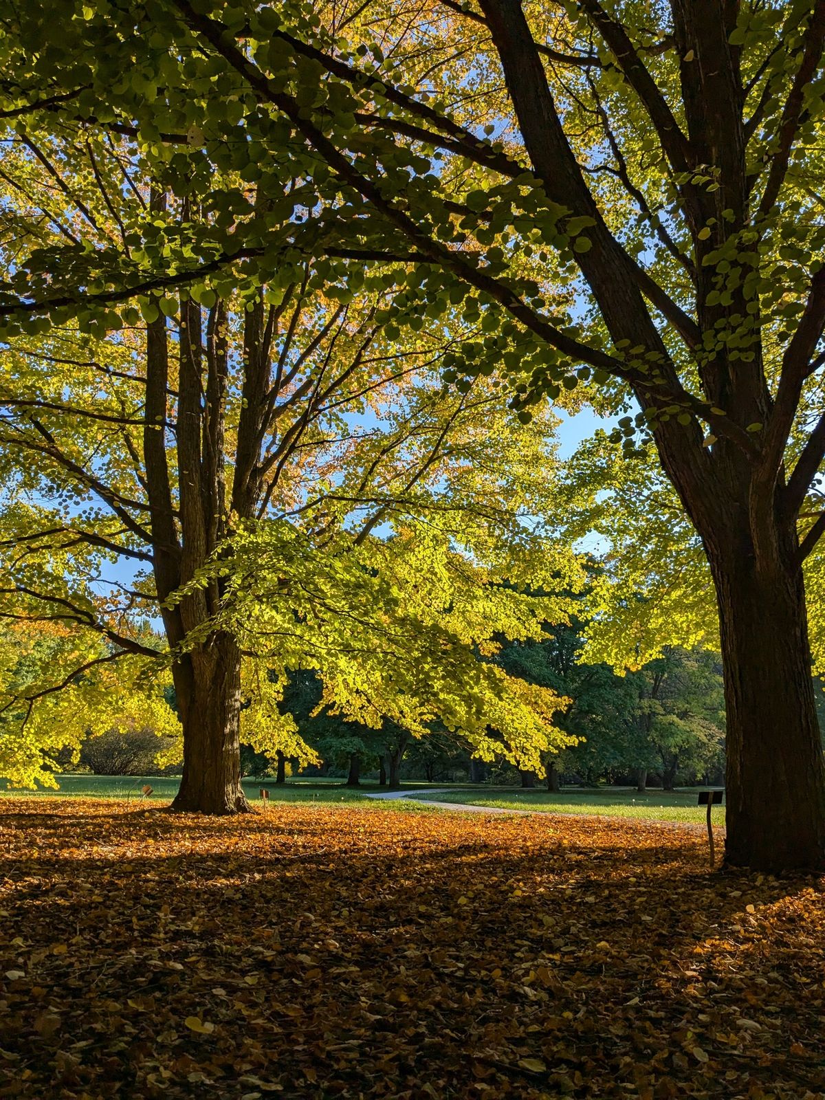 爱“枫”加拿大 秋天的童话