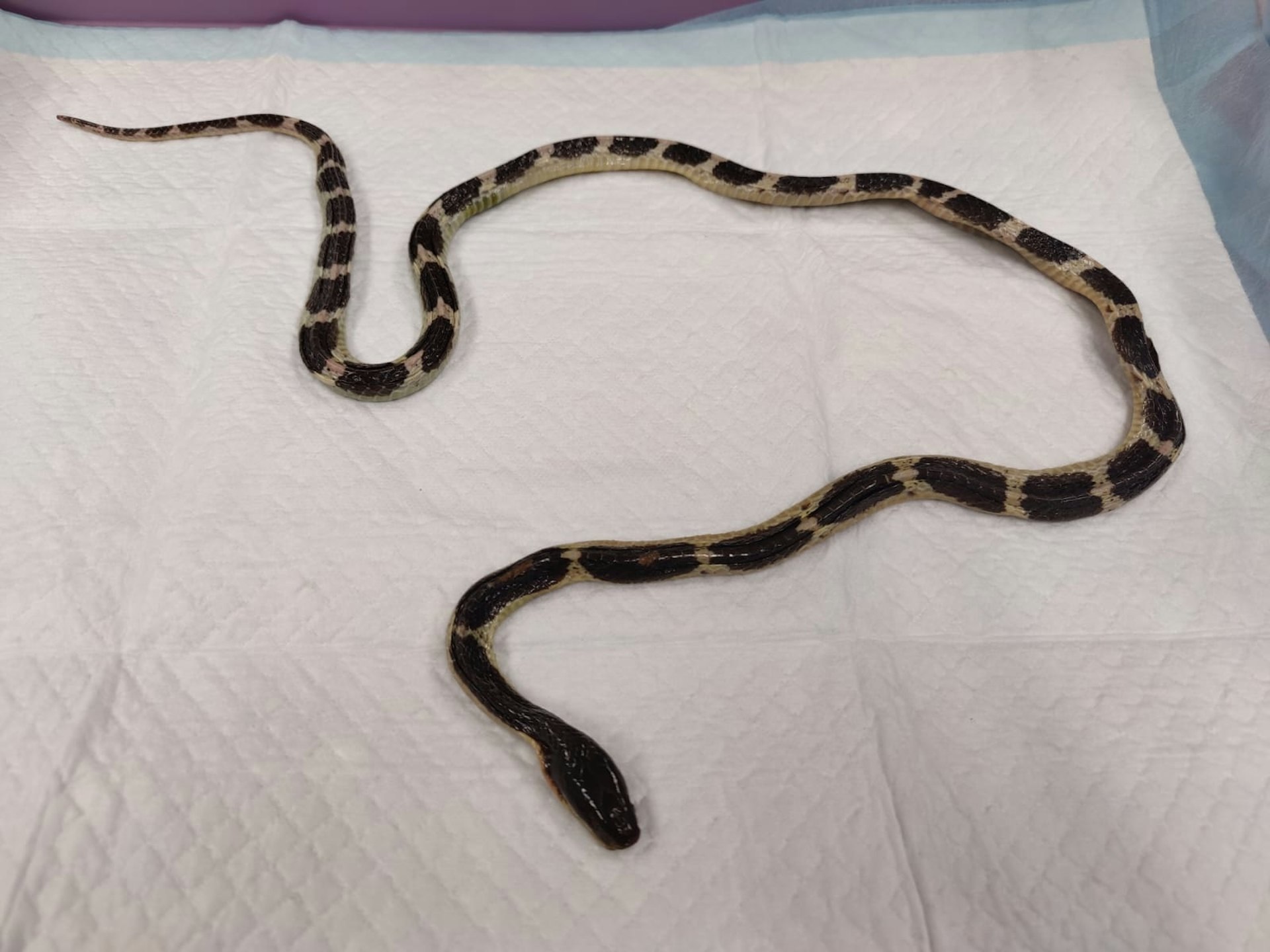 港少年网购毒蛇被咬 换血浆5次保命