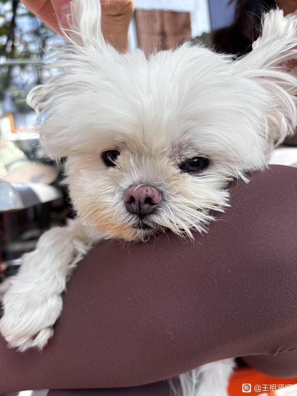 王祖贤爱犬