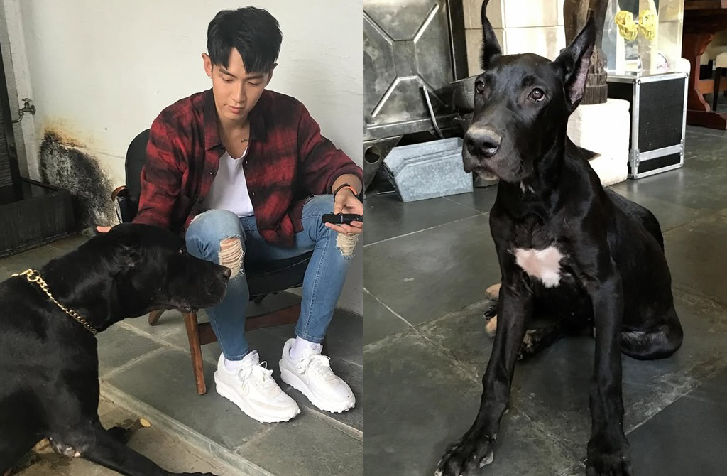 愛犬離世宣布暫停工作 柯震東:盼所有人與寵物都健康