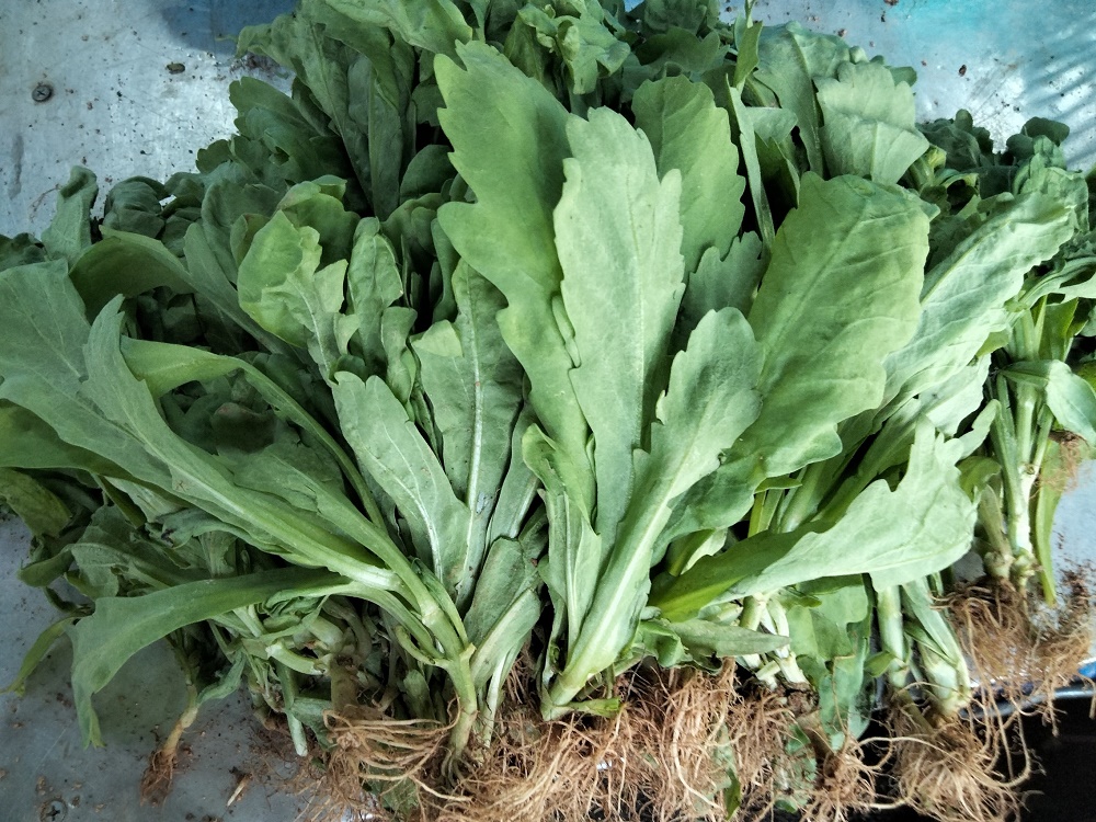 茼蒿,过年菜/邓长权