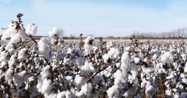 美國棉花(取自Cotton USA網站)