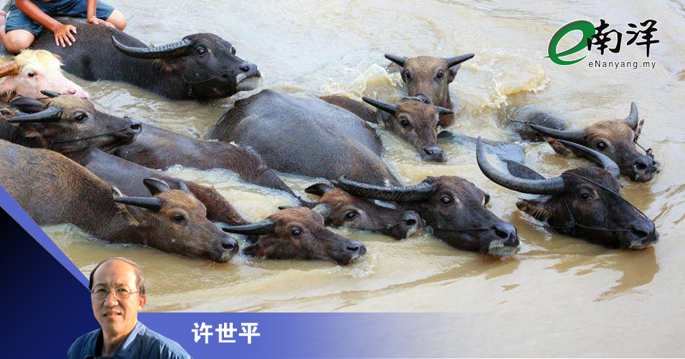 水牛無用的警惕/許世平