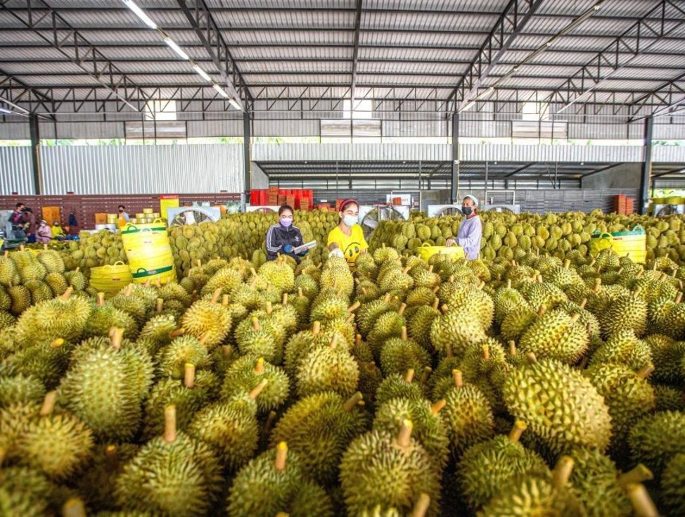 法米再诺:天气虽影响 对中国榴梿出口量仍增10%