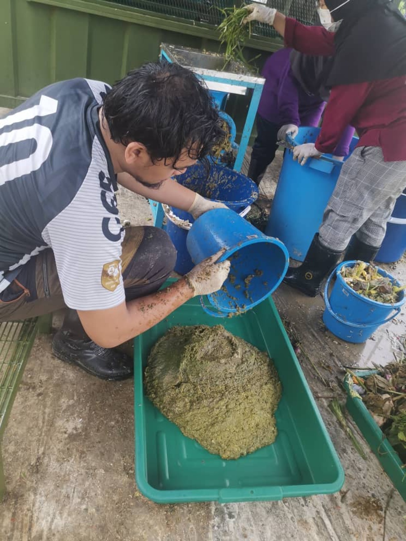 黑水虻