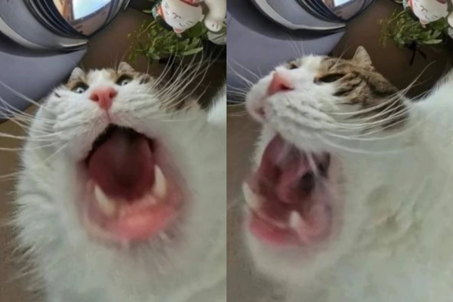 装监视器拍爱猫吃饭 结果拍成“大嘴怪”