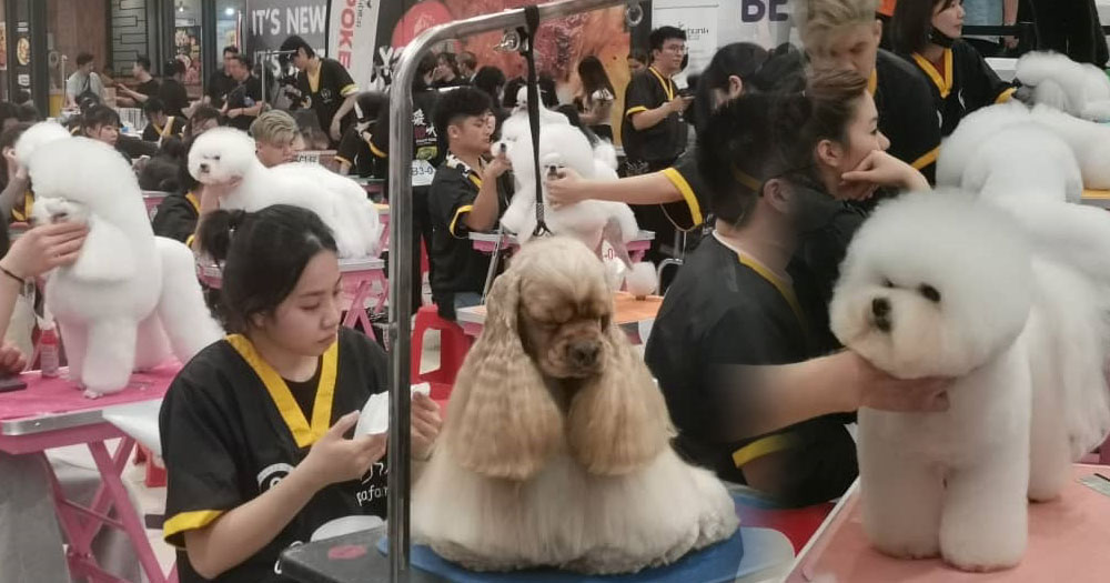【南视界】萌毛宝宝变身宠物界潮狗