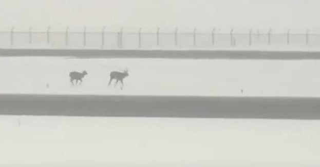 北海道机场遭“鹿”侵 紧急关闭跑道