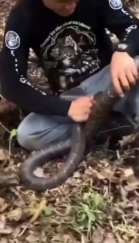 下体遭蛇紧咬不放 男子痛苦哀号画面曝