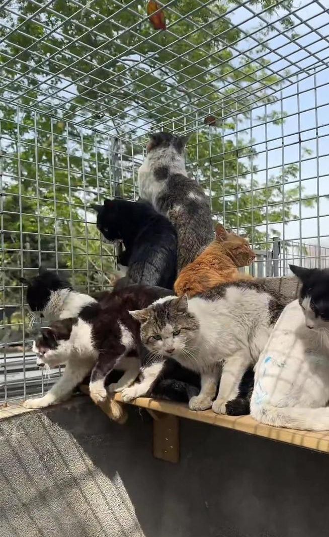 成都猪肉加工点 出现上百只流浪猫引关注
