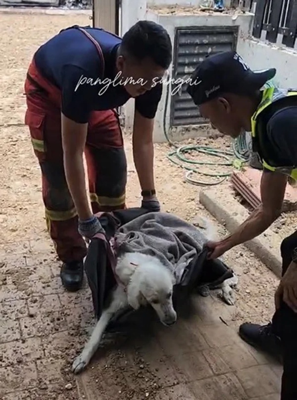 【天然气管泄漏大爆炸】消防员救出2宠物狗
