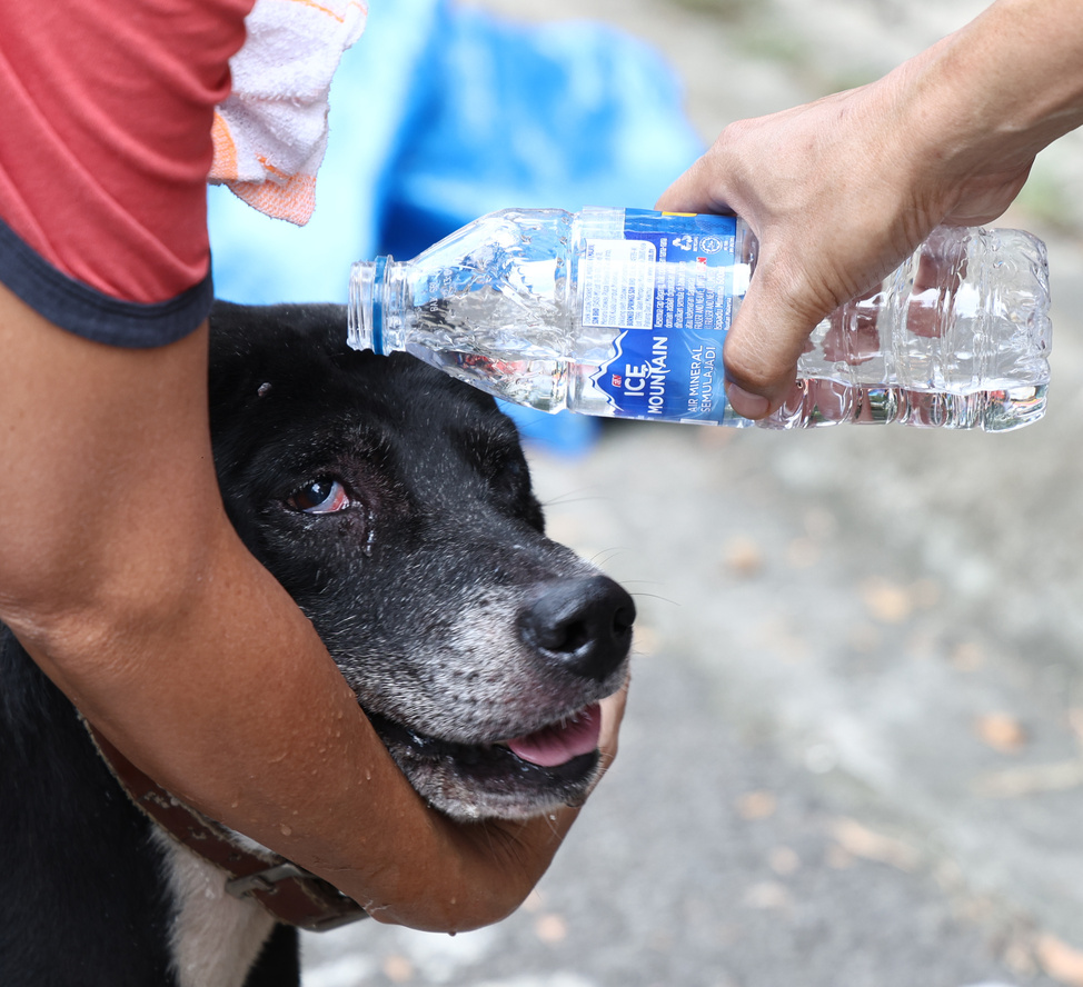 气爆救狗