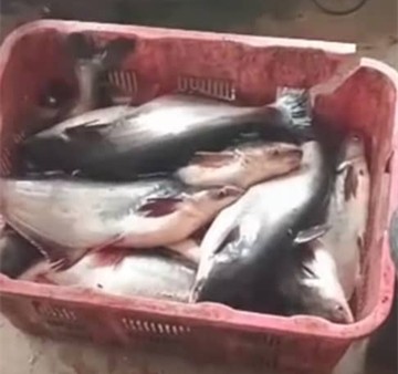 淡水巴丁 河鱼