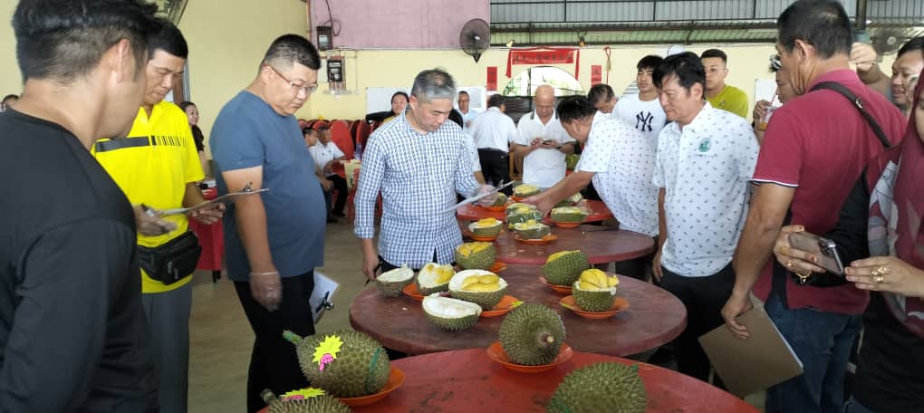 榴莲,种植,公会,土地,旅游,农业,