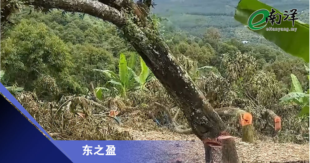 劳勿榴梿农如梦初醒/东之盈