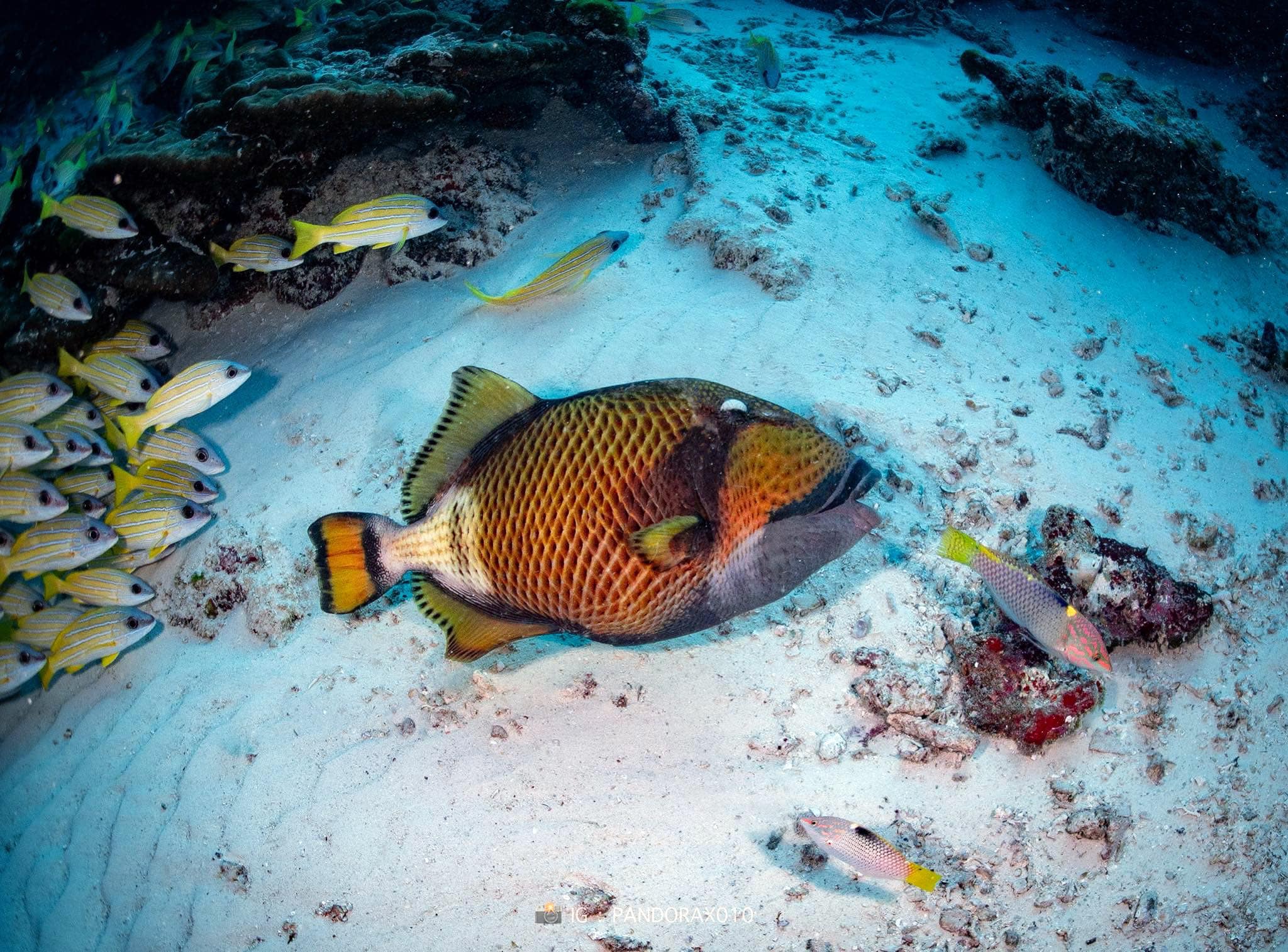 【缅甸地震】强震海底奇观 泰学者揭罕见影像:鱼群集体“躺平”