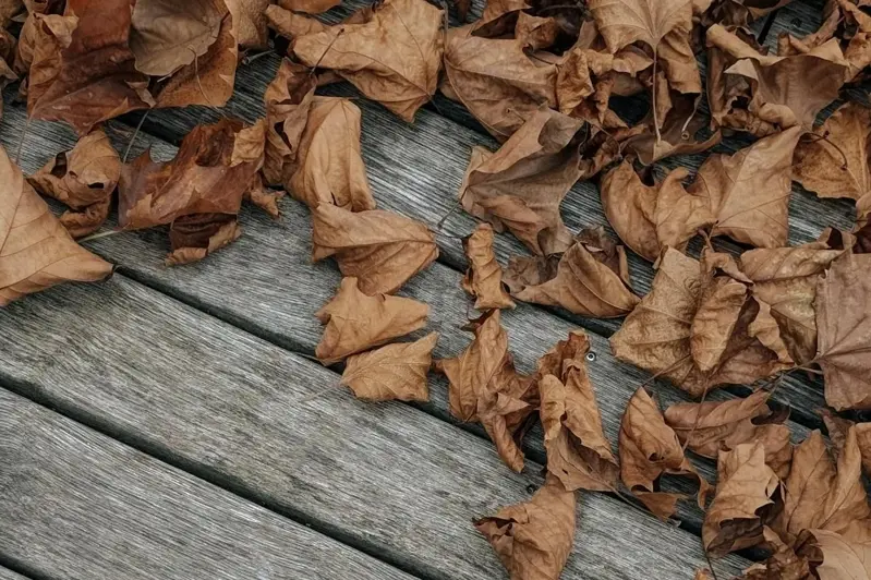 树叶 落叶（示意图/取自pexels.com@Marina Zvada）
