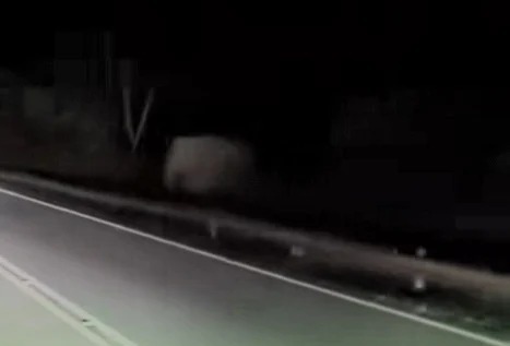 东西大道小象被撞死