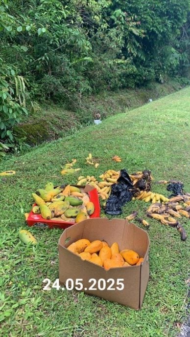 大道边放水果吸引大象 危害道路使用者
