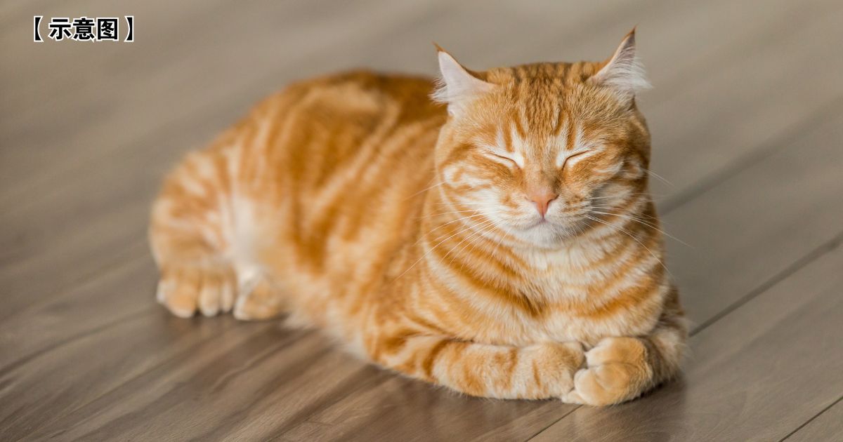 橘猫为何80%都是公的? 研究揭1基因变异是关键
