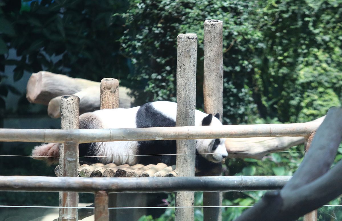 “兴兴”和“靓靓”乘机离开我国飞返成都