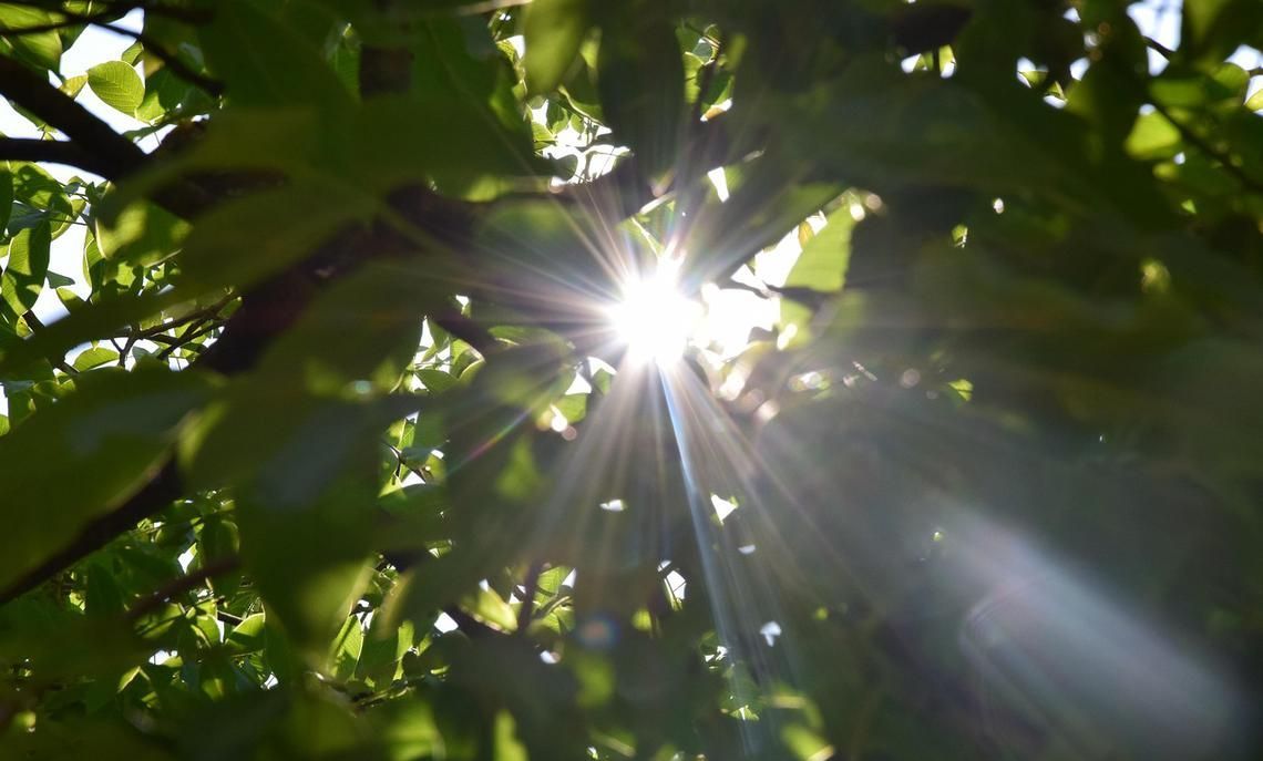 纽西兰研究发现 日光可增强人体免疫力