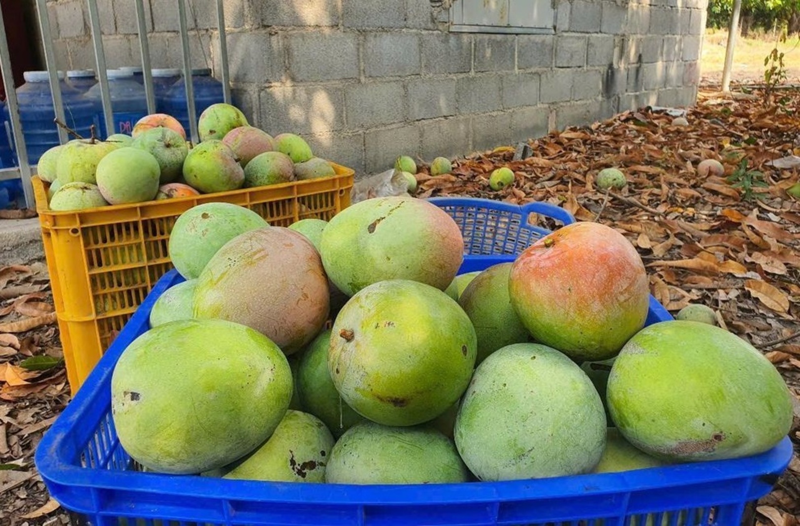 中国扩大产量致需求急降 越南芒果价重挫80%