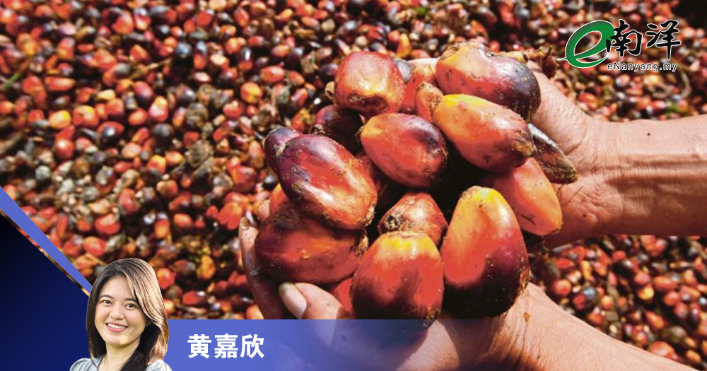 棕油业迎监管新时代 以EUDR为契机推动永续发展/黄嘉欣