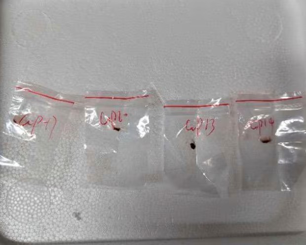 涉嫌走私生物材料 中国科学家美国被捕