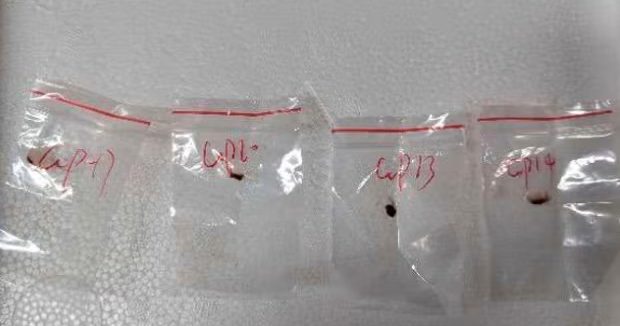涉嫌走私生物材料 中国科学家美国被捕