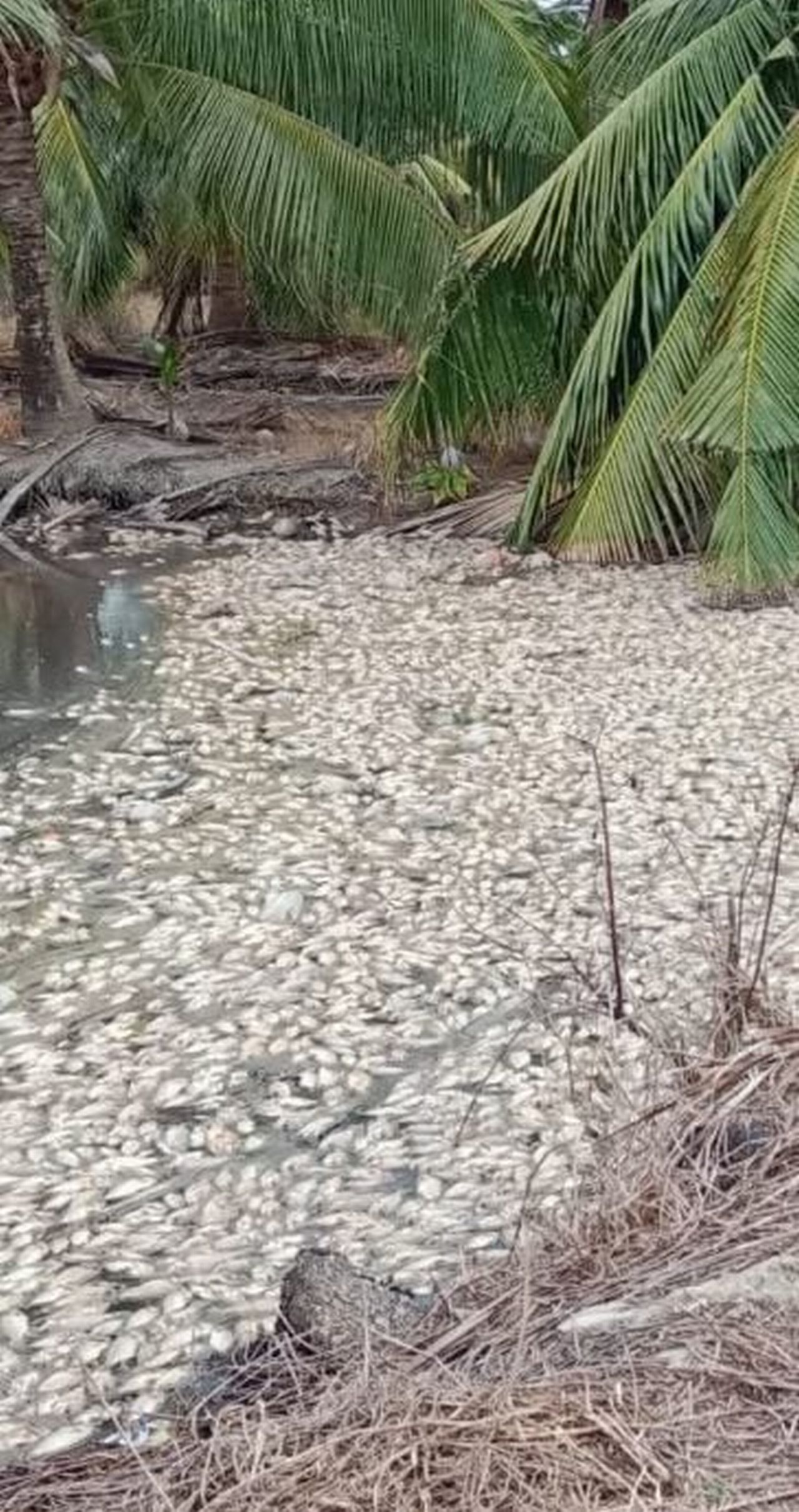 疑河流上游工厂排放污水 甘榜大沟浮现大量死鱼