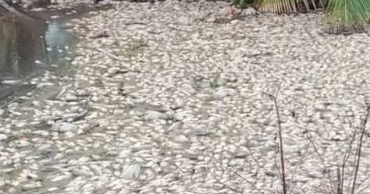 疑河流上游工厂排放污水 甘榜大沟浮现大量死鱼