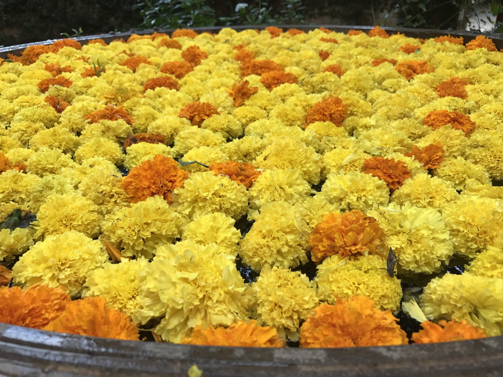 金盏花