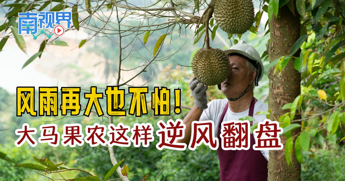 【南视界】风雨再大也不怕！  大马果农这样逆风翻盘