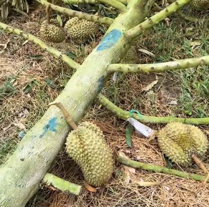 【视频】台风“蝴蝶”狂扫海南三亚 榴梿果农哀叹:吹倒千棵5年树