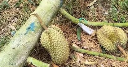 【视频】台风“蝴蝶”狂扫海南三亚 榴梿果农哀叹:吹倒千棵5年树