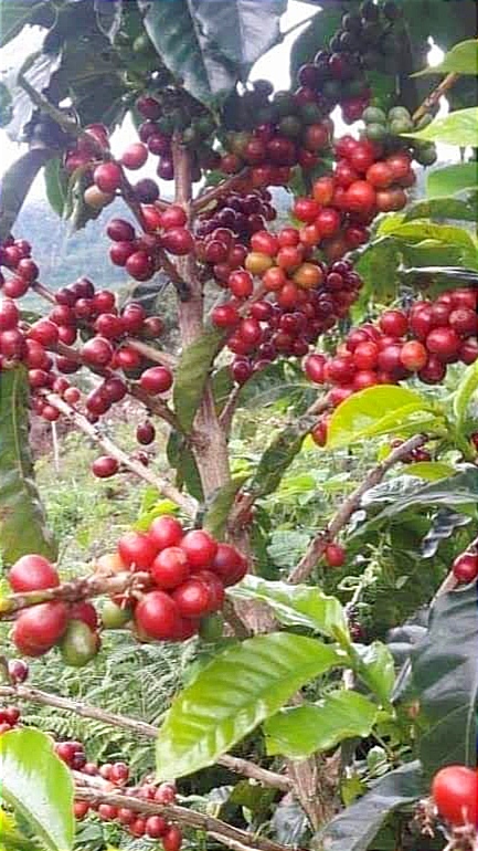 南视界,咖啡,精品咖啡, 新咖啡山,怡保, coffee,