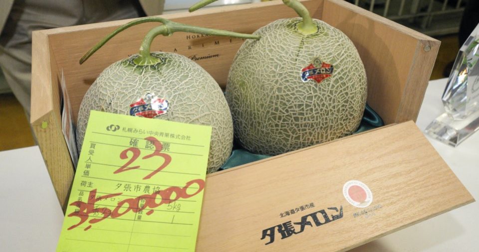 过百粒“哈密瓜之王”被熊啃食 北海道果农损失惨重