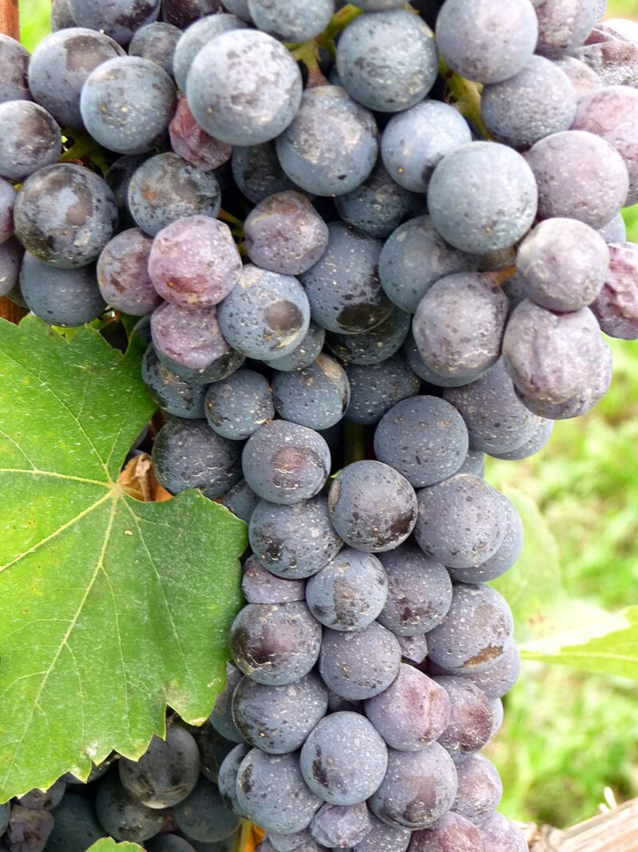 巴罗洛 Barolo