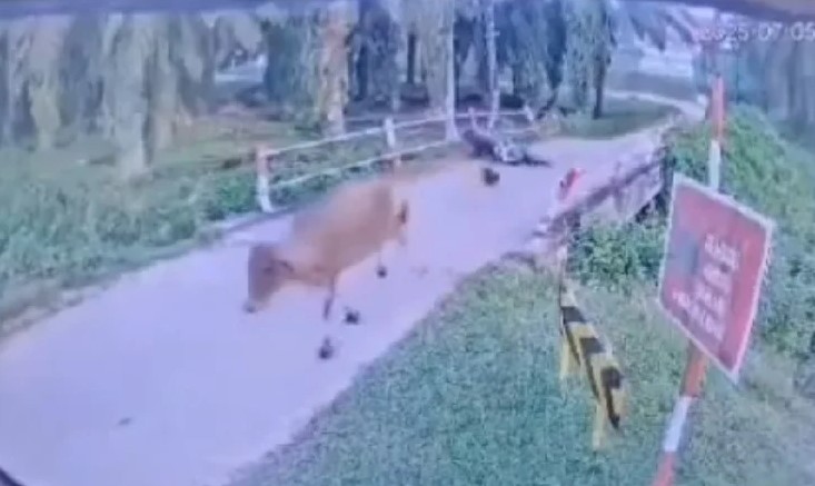 被牛只踹坠河
骑士当场不治