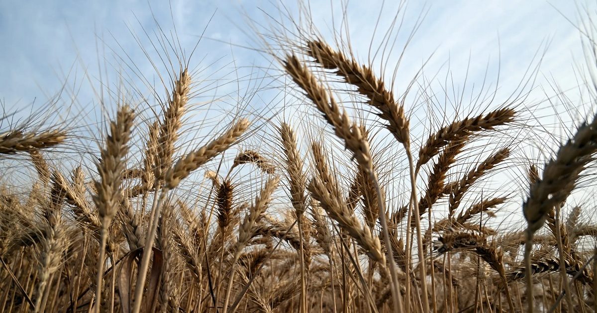 印尼签署五年协议 每年进口100万吨美国小麦