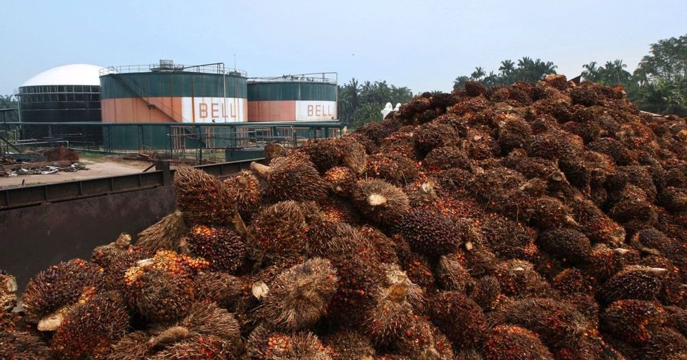 棕油价格持续低迷 种植股仍缺动力