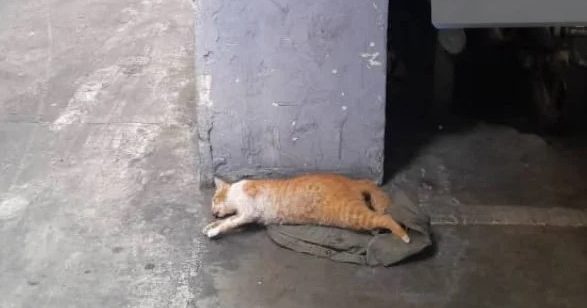 安邦公寓发生虐猫事件 数十猫死亡引居民恐慌