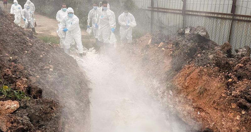 3养猪场爆猪瘟120死 槟城兽医局持续消毒