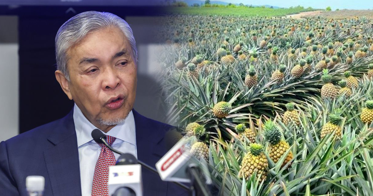 扎希:纽有意增加进口 大马须加强黄梨出口能力