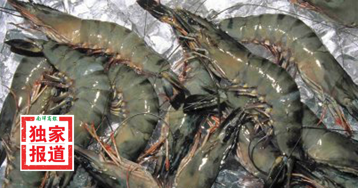 【独家】黑虎虾“虾”出6亿惊喜 放眼2027年批发值7亿